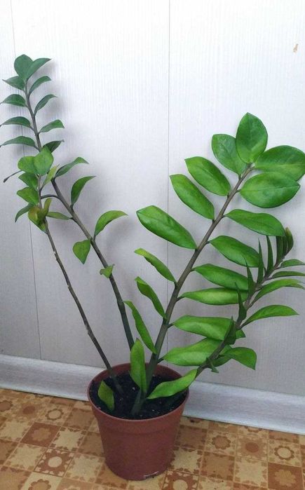 Долларовое дерево