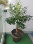 Palmier Areca - plantă naturală