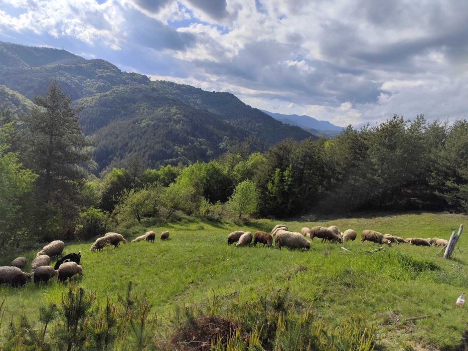 Продават се овце