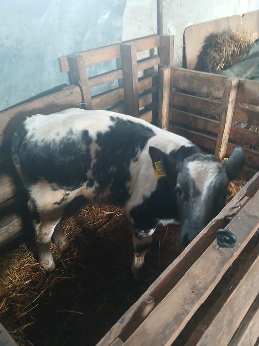 Tauraș belgian export