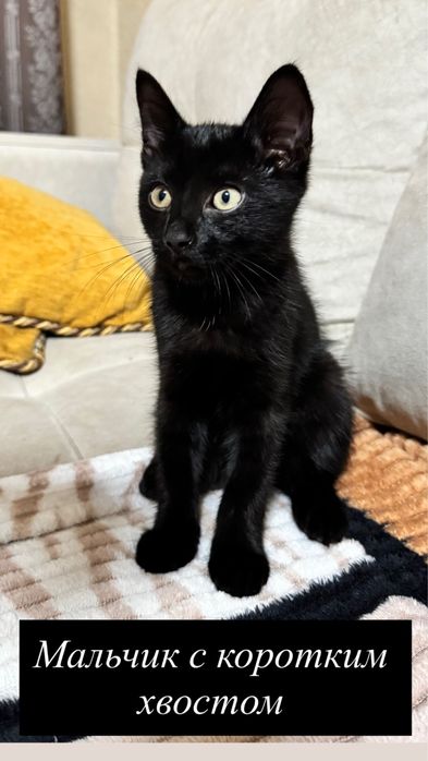 Отдам котят в хорошие руки