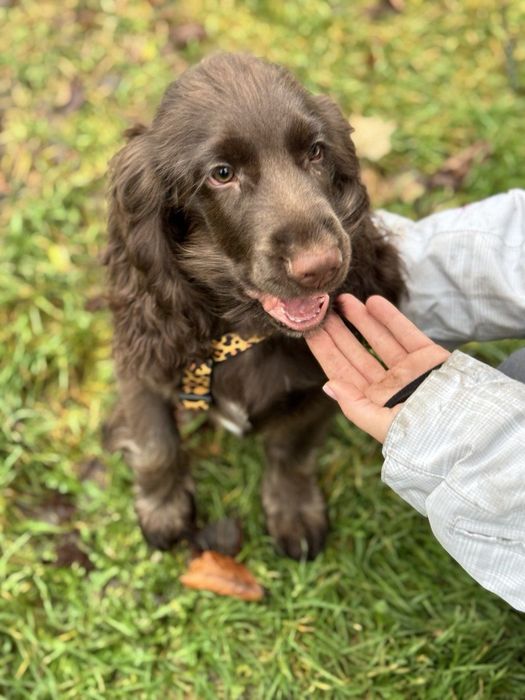 Продаются щенки Филд спаниеля