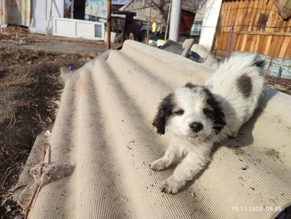 Отдам щенков спаниеля (смесь)