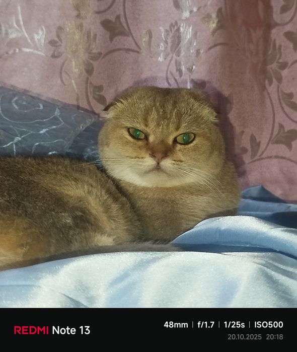Продаётся чистокровная шиншилла