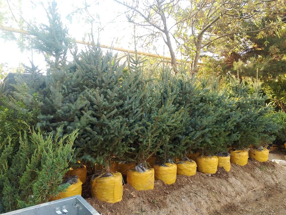 Majvenik stirchka spiral zaborni banzaylari bor chupachupis