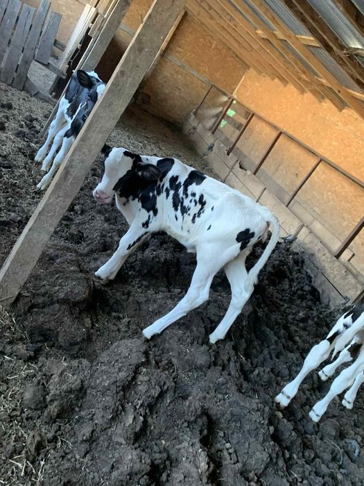 Vând tăurași sugari.