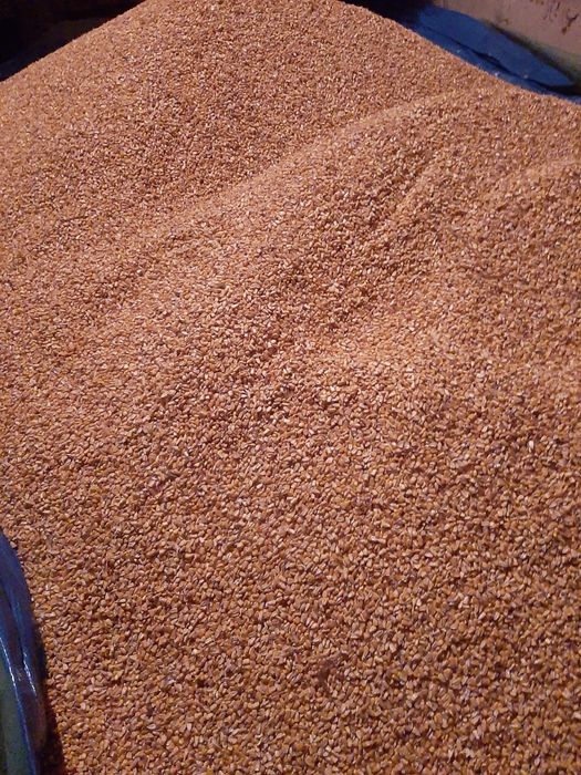 Porumb uscat producție 2025