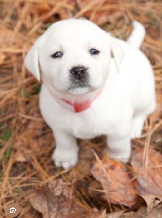 Labrador cu pedigree FCI