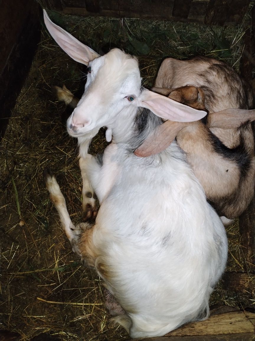 Vând urgent 3 țapi foarte buni pentru monta