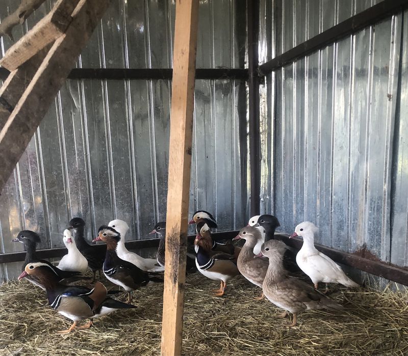 Rate mandarin de anul acesta