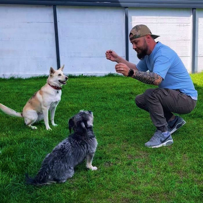 Consiliere și dresaj canin la domiciliu