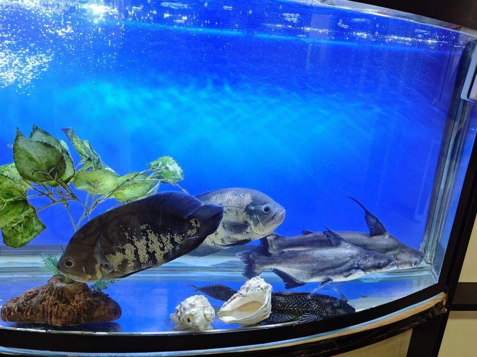 Katta xishnik baliqlar sotiladi.