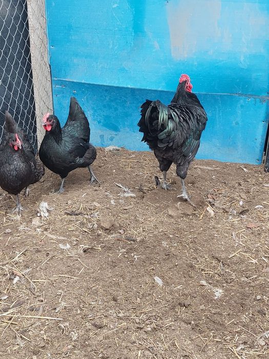 Vând familie Australorp