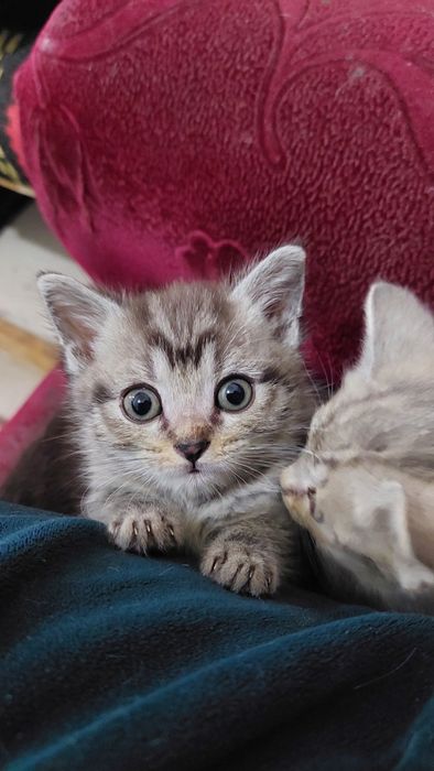 Британская короткошерстная г. Шымкент.