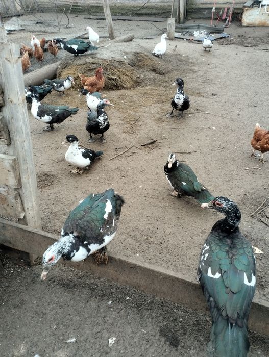 Продам майских индоуток