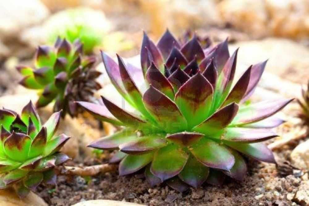Sempervivum Tectorum. Urechelnita. Planta medicinala & ornamentala