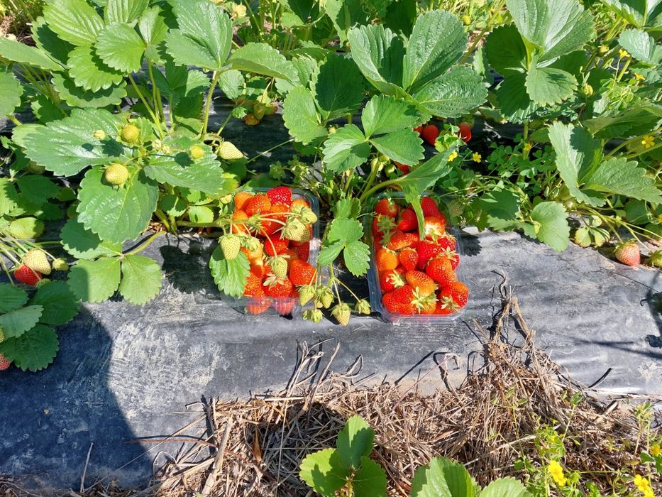 Stoloni capsuni Amandina
