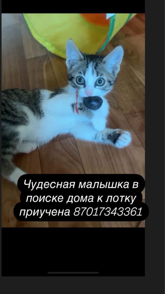 Котенок девочка ищет дом