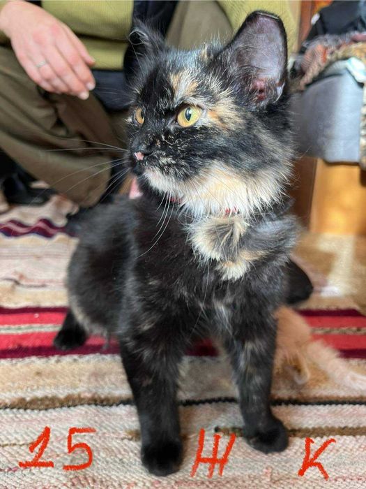 Спешно - Домашни котки се нуждаят от Приемен / Постоянен дом