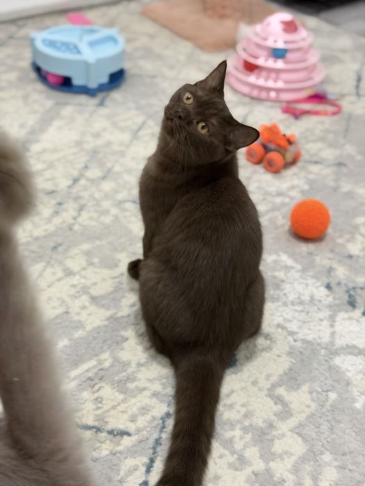 Мушук зотли котики
