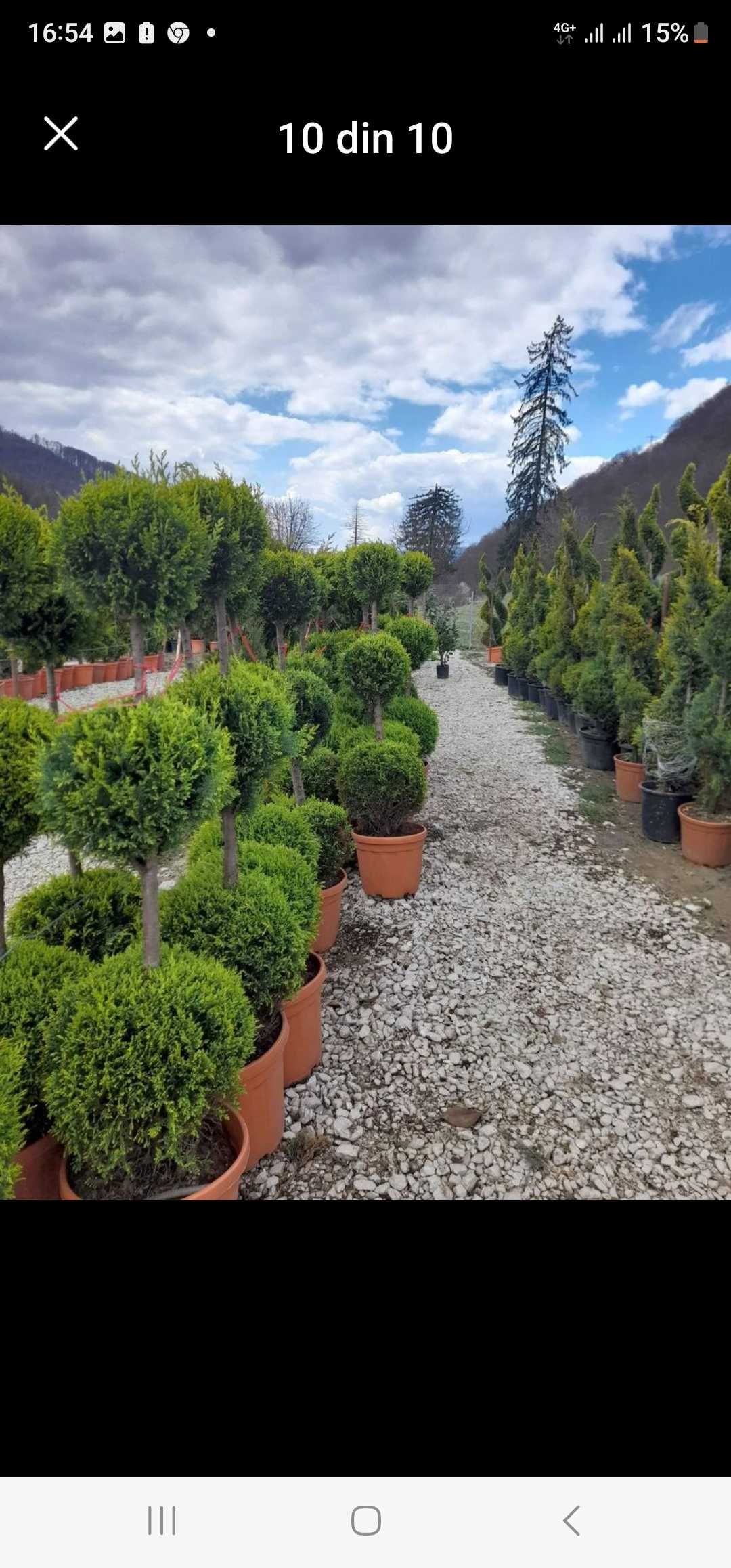 Tuia smarald lelandy braband magnolia mesteacăn tei platan