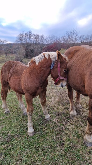 Mânz metis Ardenez/Breton