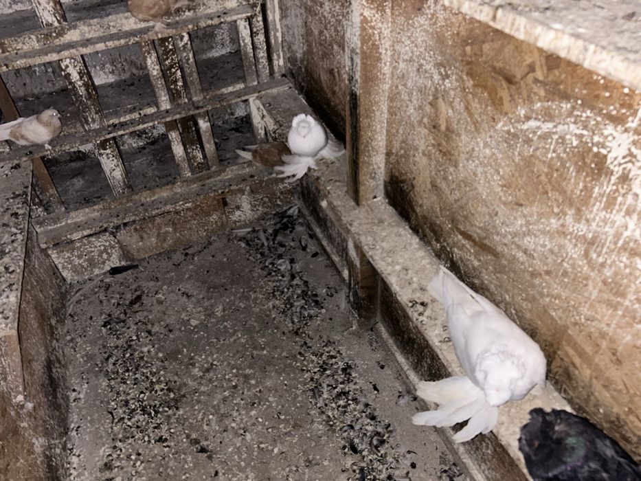 Tobosari germani+takla+breji