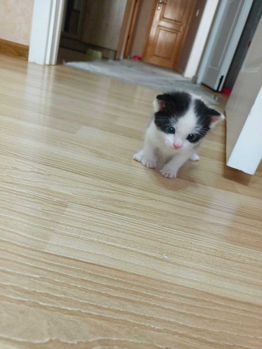 Котёнок в добрые, заботливые руки