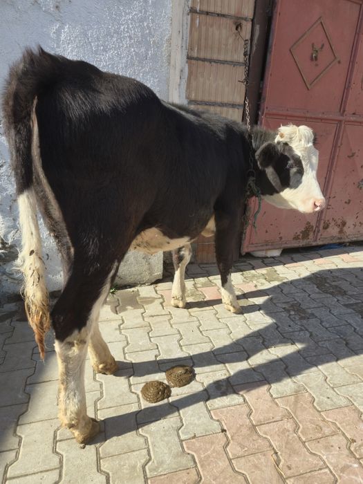 Vand junica de 6 luni