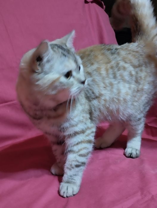 Продам  двух  кошечек, скотиш фолд  и  cтрайт .