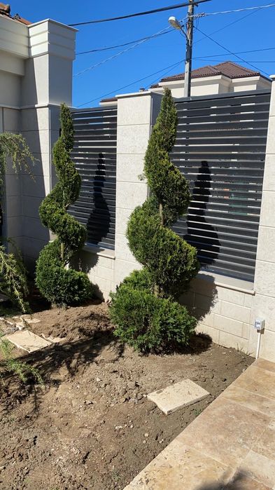 Va oferim o gama foarte mare de plante ornamentale se ofera livrare