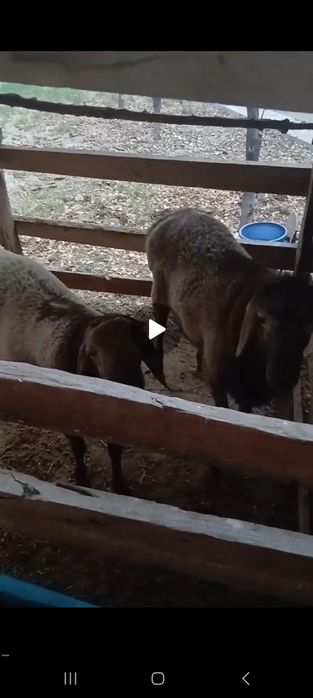 2ta Qochqor sotiladi