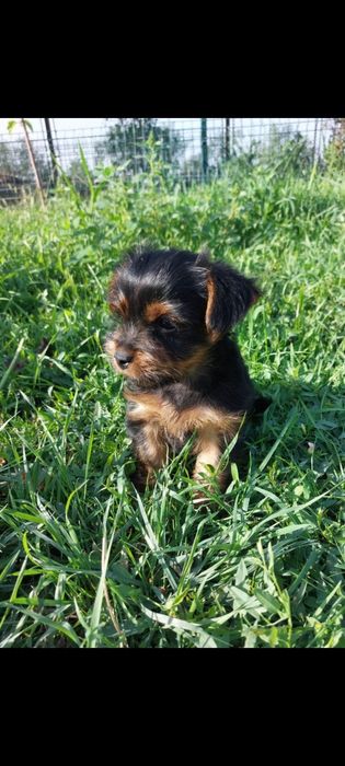Yorkshire  Terrier
