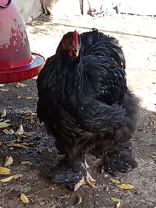 Cocos brahma si cochinchina