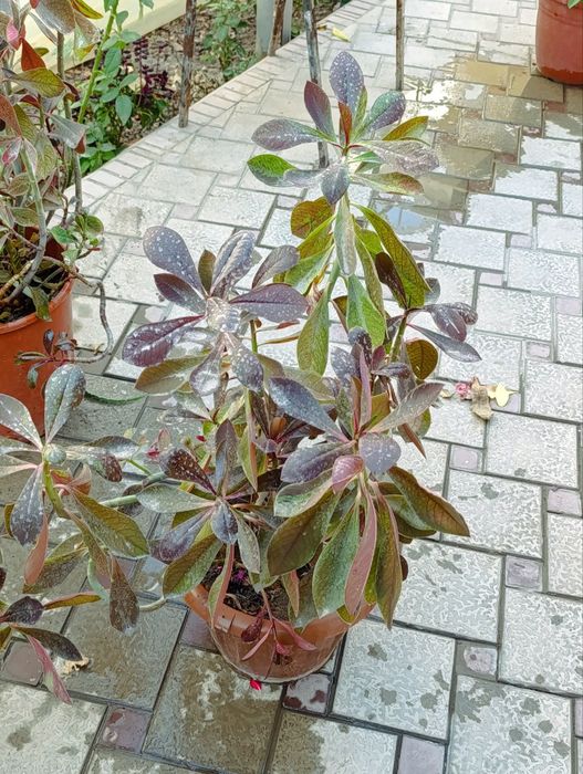 Цветы домашние лечебные