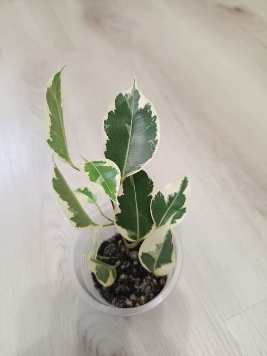 Комнатные растения фикусы