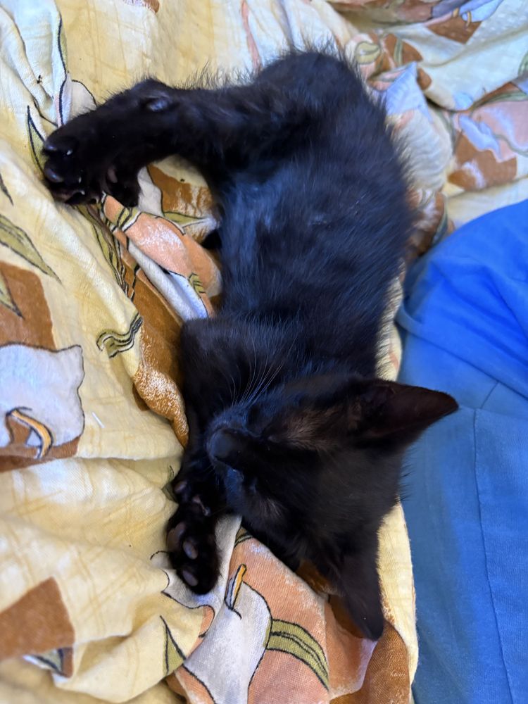 Donez pui pisică urgent