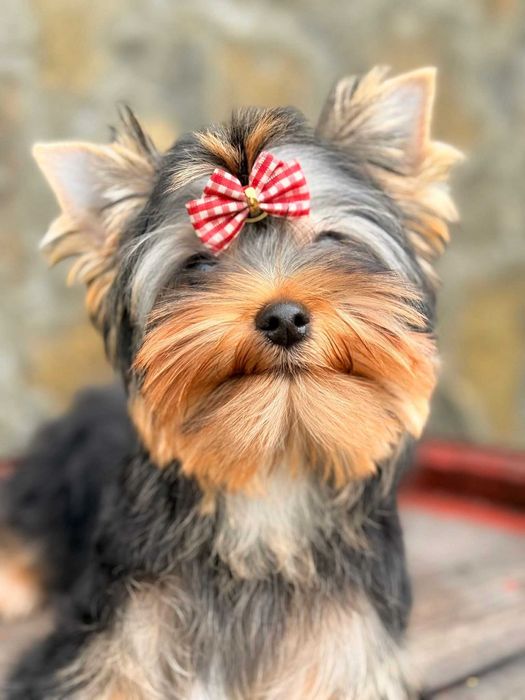 Красиво момиче с родословие