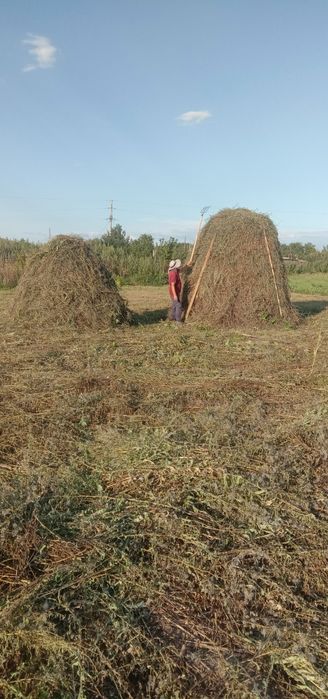 Продаю сено в с. Уварово
