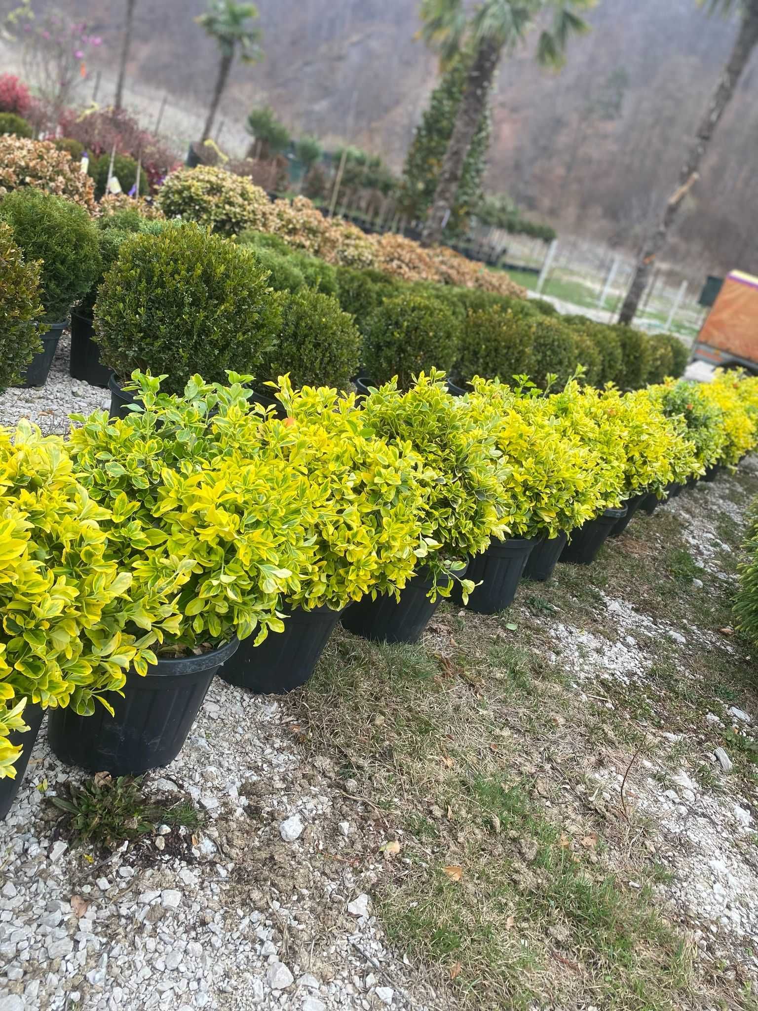 Plante Ornamentale – Alegerea Ideală pentru Spații Verzi

2