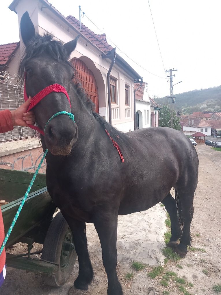 Vând.iapă.foarte.bună.la.tras.gestantă.opt.luni