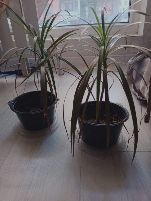 Комнатные цветы драцена