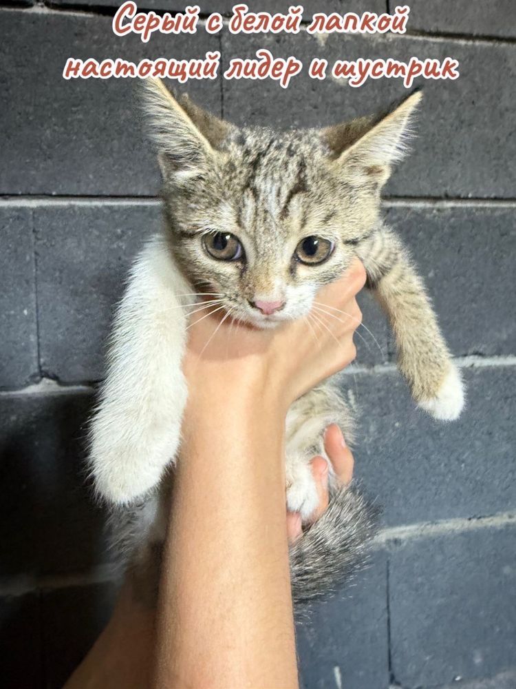 Котята ищут любящую семью