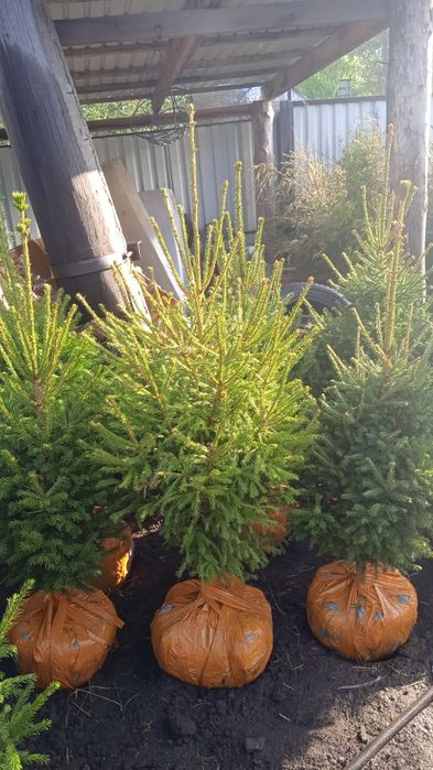 Ель, пирамидальные тополя