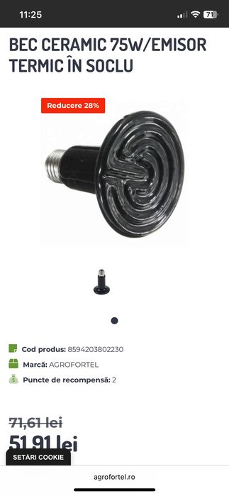 TERARIU Agama cu barba