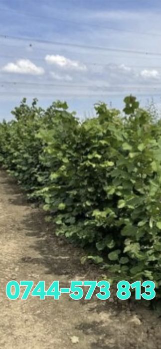 Aluni.Nuci.Migdal.Castan.Cires.Coacaz Agris Zmeur Pom>RO și plantam