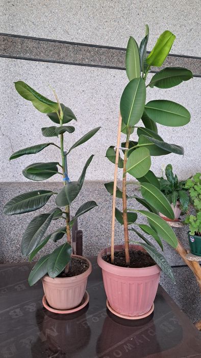 Фикус цветок комнатный