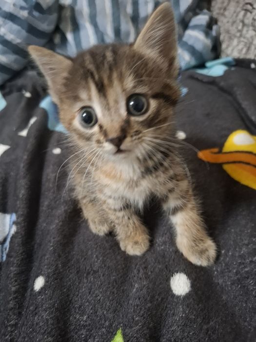 Отдам даром кошечку