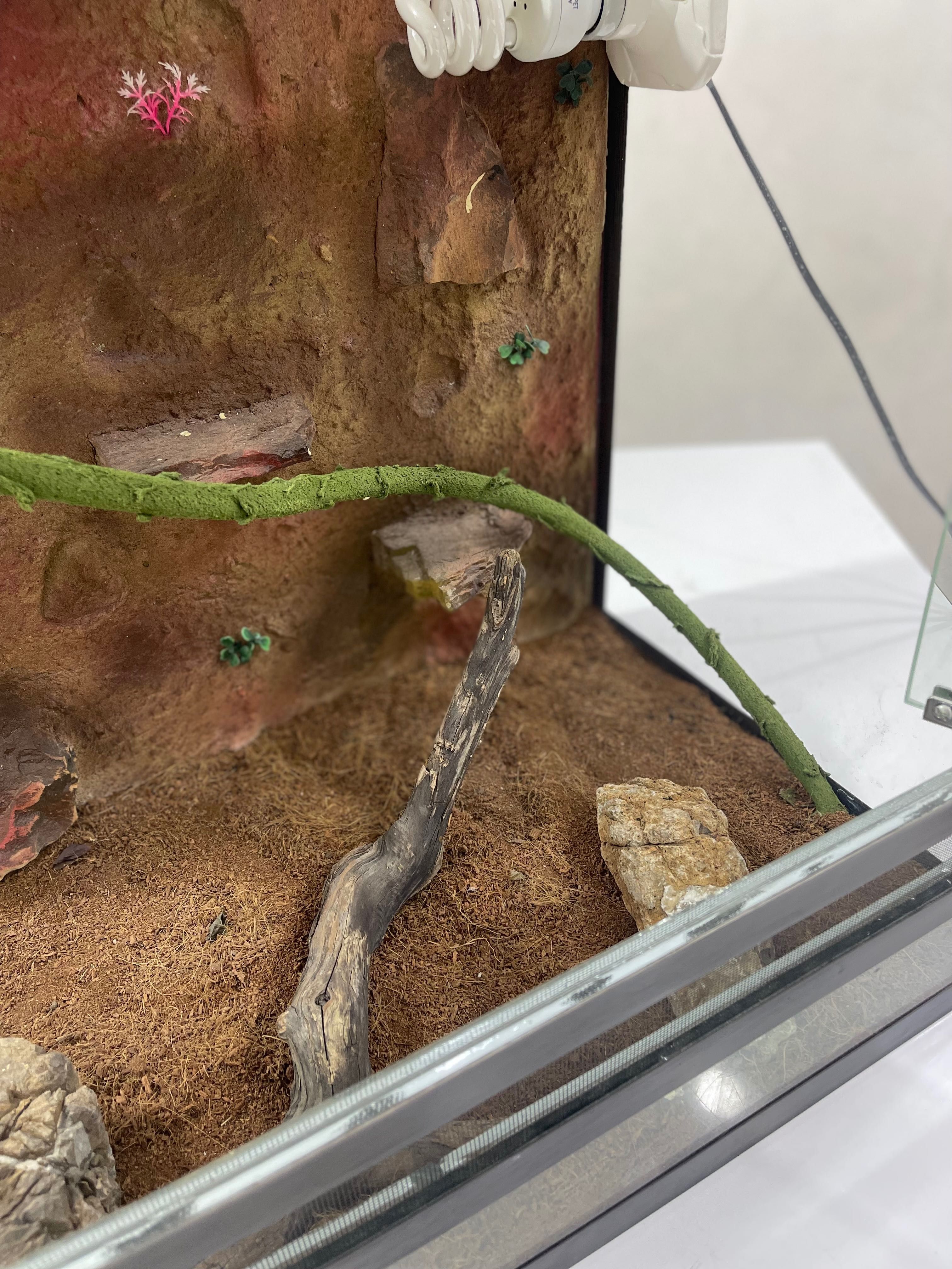 Terrarium | Террариум