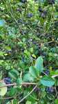 Aronia de vandut fructe de ceea mai buna calitate d